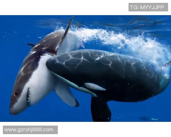 发电机与南部鲨鱼的较量谁能在力量与智慧中胜出